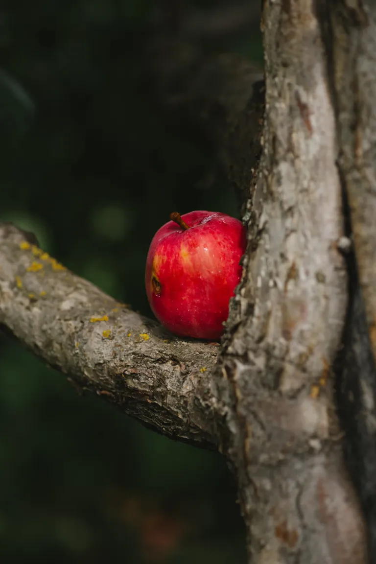 Adult and child connecting warmly, illustrating acceptance as an antidote to shame